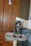 Baby-Misty