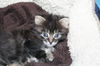 Baby-Misty