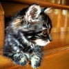 Baby-Misty