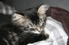 Baby-Misty