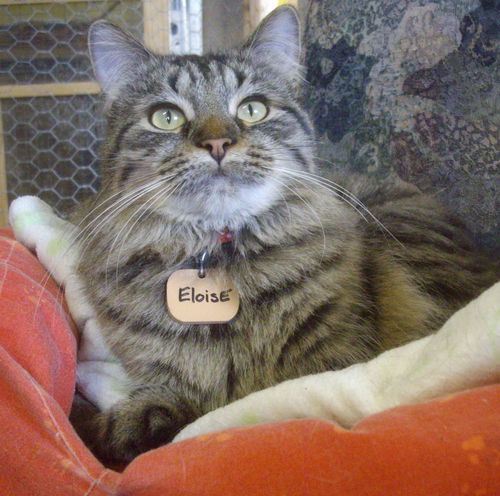Eloise