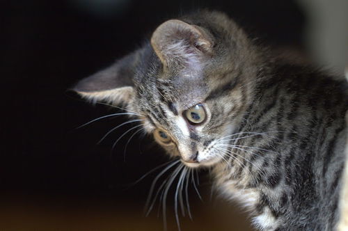 Neko