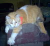 Ginger