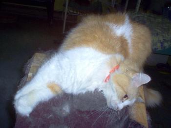 Ginger