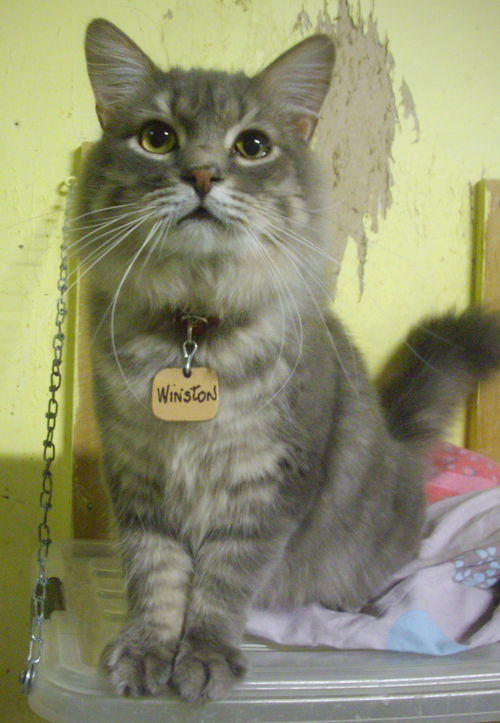 Winston
