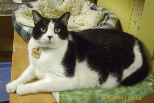 Gordon