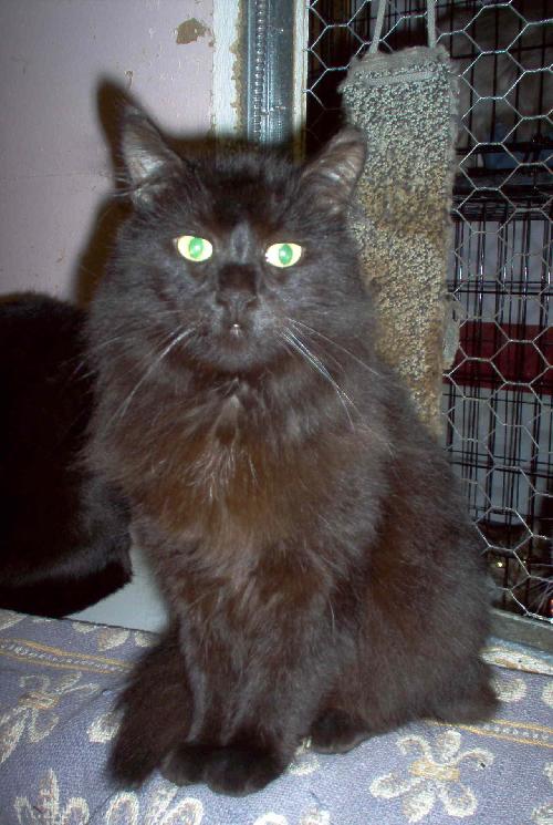 Minou-Noir