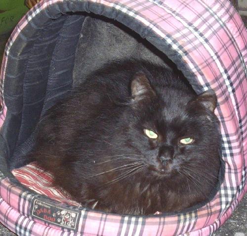 Minou-Noir