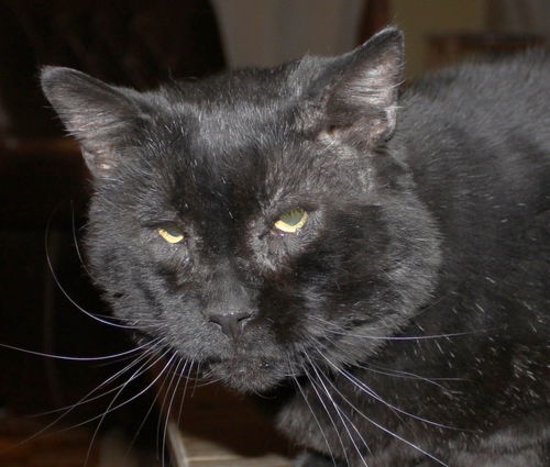 Albert