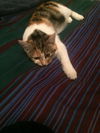 Lilly