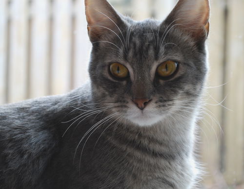 Filomena