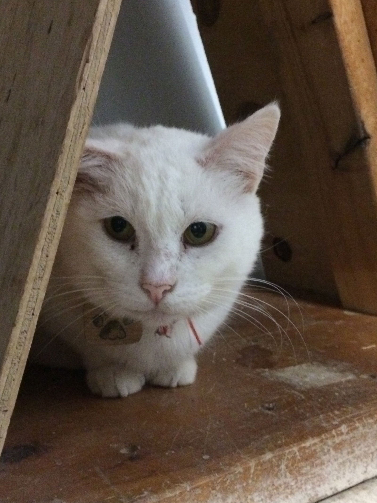 Coton