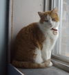 Oliver