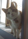Oliver