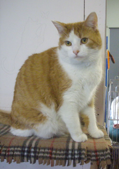Oliver