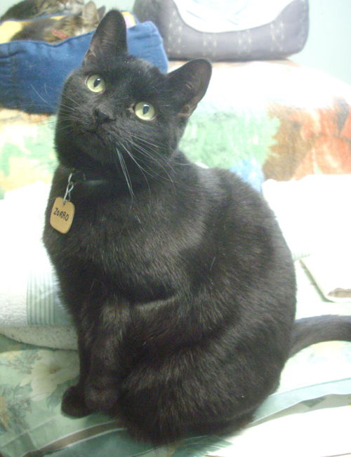 Zorro