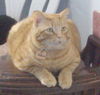 Nelson