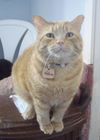 Nelson