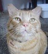 Nelson