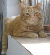 Nelson