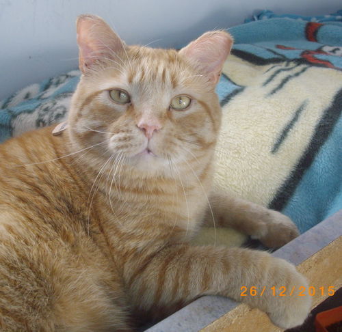Nelson
