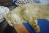Nelson