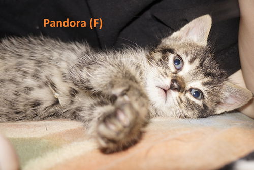 Pandora