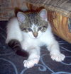 Nello
