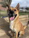 adoptable Dog in sugar land, tx, TX named *STEFAN