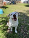 adoptable Dog in sugar land, TX named *CHICKEN