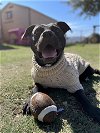 adoptable Dog in sugar land, TX named *GOMEZ