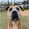 adoptable Dog in Sugar Land, TX named *JOEL