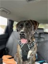 adoptable Dog in sugar land, TX named *MARBLE
