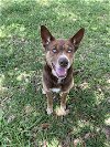 adoptable Dog in sugar land, tx, TX named *ROSE