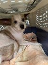 adoptable Dog in sugar land, TX named *DUMBO