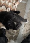 adoptable Dog in , TX named *ANDY