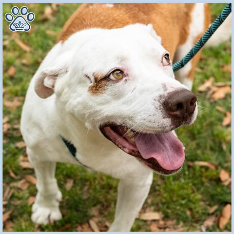 adoptable Dog in Sugar Land, TX named *CHICKEN