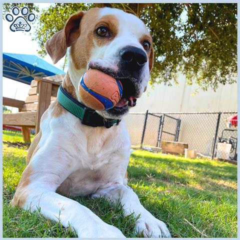 adoptable Dog in Sugar Land, TX named *DUKE