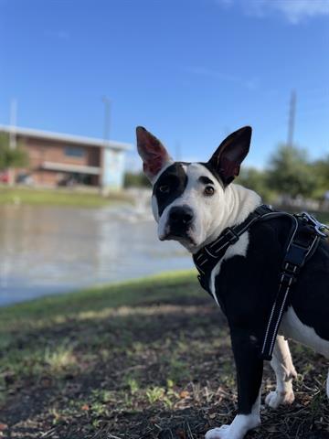 adoptable Dog in Sugar Land, TX named *MOON PIE