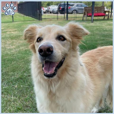 adoptable Dog in Sugar Land, TX named *STARLIGHT