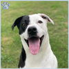 adoptable Dog in Sugar Land, TX named *TOM BENJAMIN