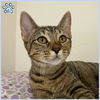 adoptable Cat in Sugar Land, TX named *JUDY