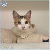 adoptable Cat in Sugar Land, TX named *TEETER