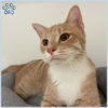 adoptable Cat in Sugar Land, TX named *FLAME