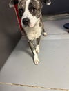 adoptable Dog in Sugar Land, TX named *BOWSER