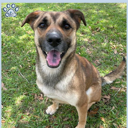 picture of the dog needing adoption
