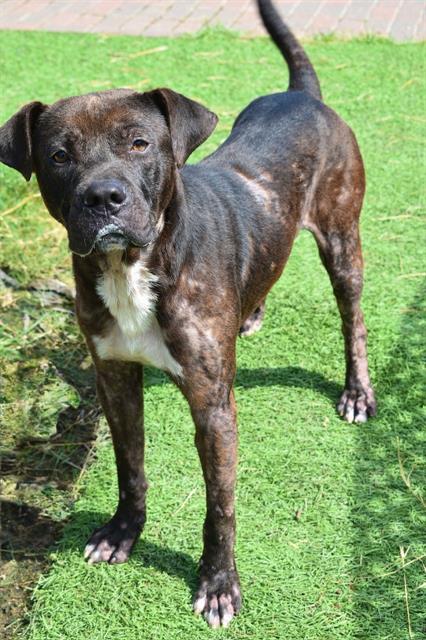 adoptable Dog in Sugar Land, TX named *DUSTY