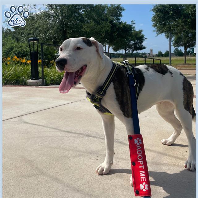 adoptable Dog in Sugar Land, TX named *NINA