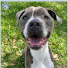 adoptable Dog in sugar land, TX named *ARCHIE
