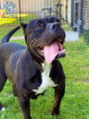 adoptable Dog in  named *BIG MAMA